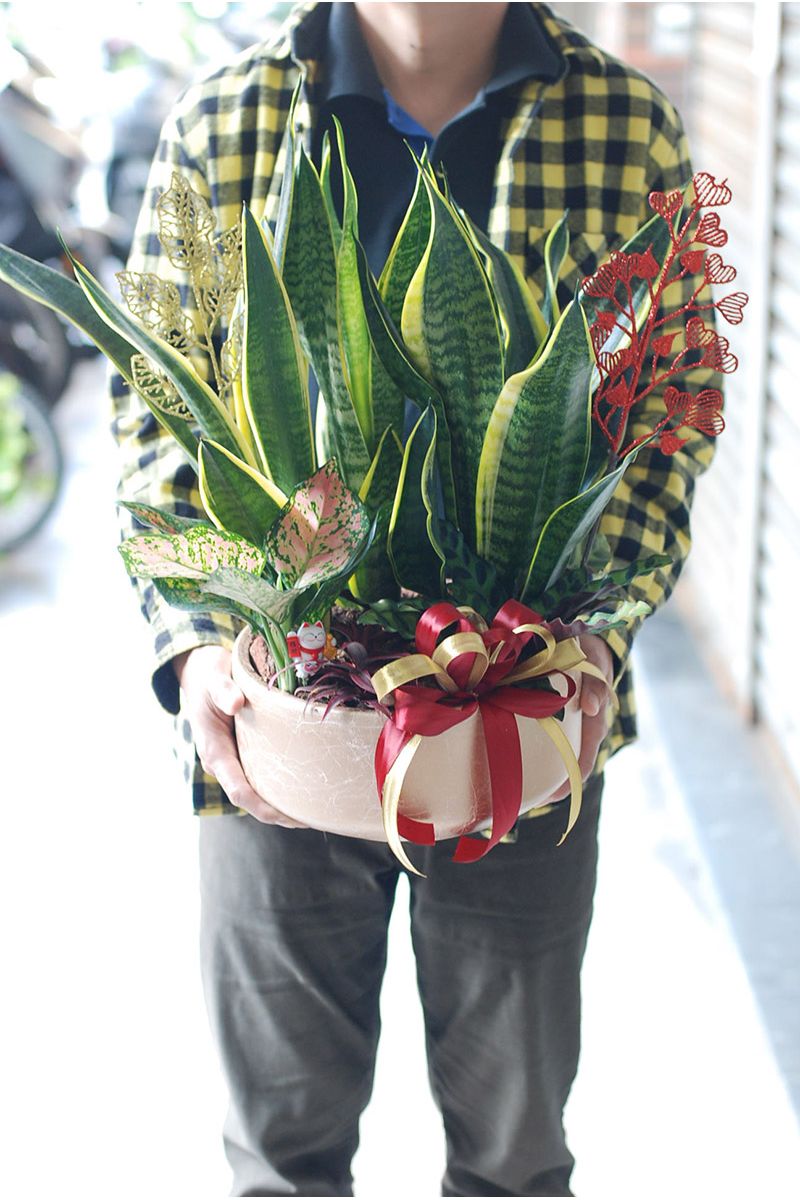 虎尾蘭桌上組合盆栽Elegant Snake Plant